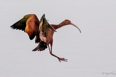Ibis in flight mode