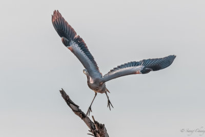 blue heron in action