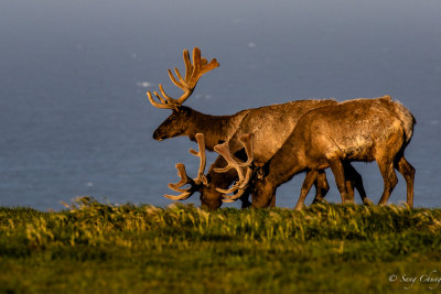 Tule Elk at Tomales Point