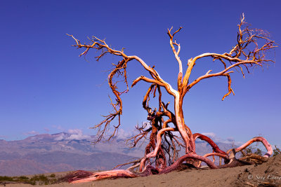 a naked tree at sand dunes  of Death Valley with morning sun