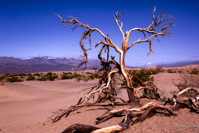 dead tree in sand dunes