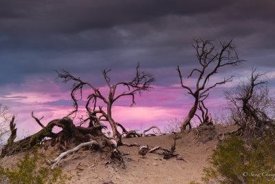 dead trees in sand dunes of Death Valley