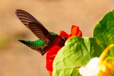 Humming Bird