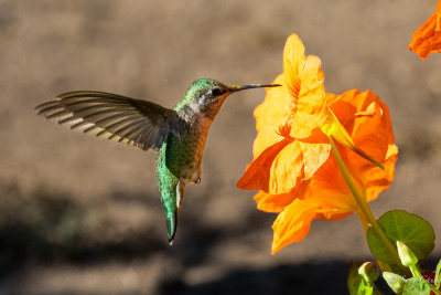 Humming Bird