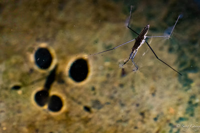 Water Spider and its shadow