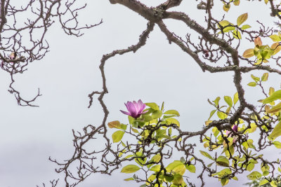 magnolia