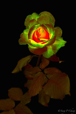 rose in blossom