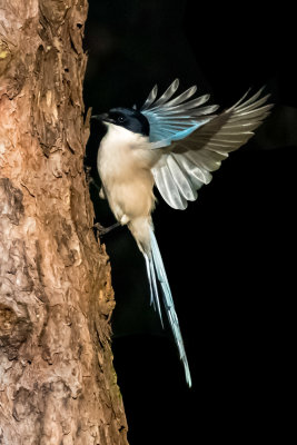 azure-winged magpie