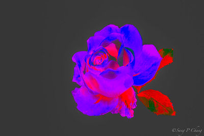 artistic rose, lab-colored