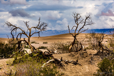 dead trees at sand dunes