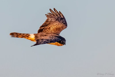 brown falcon(hawk)