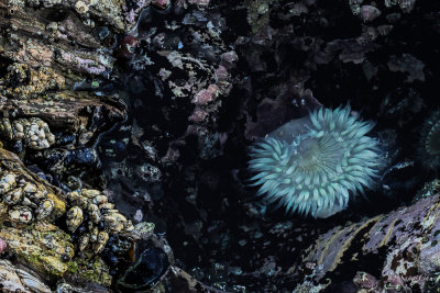 anemone 