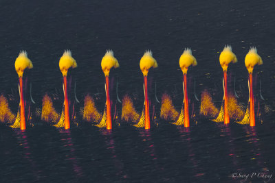 multiple exposure of a pelican