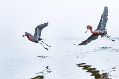 red heron in action