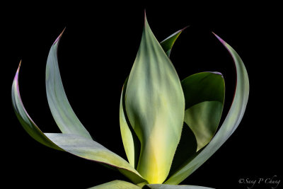 swan neck  of an agave