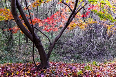 Autumn Colors of South Korea
