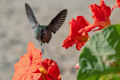 Humming Bird