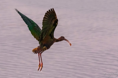 Ibis in action