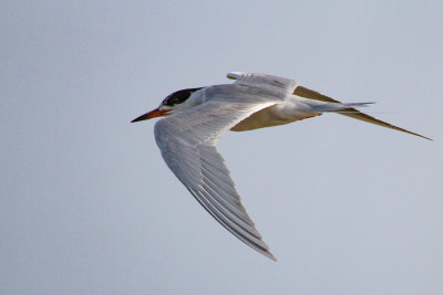 a tern in action