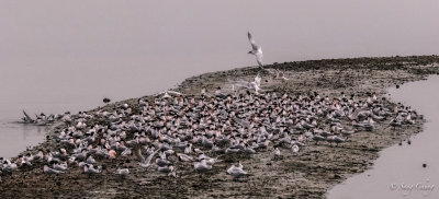 a flock of terns