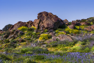 colors of early spring at Anza Borrego Desert State Park