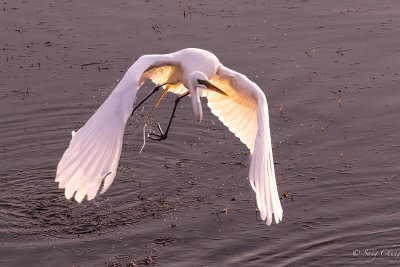 great egret in action