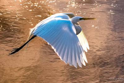 great egret in action