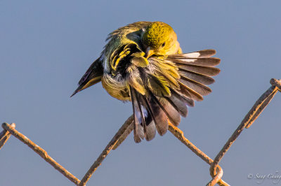 Ameircan yellow warbler