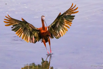 glossy ibis in landing motion