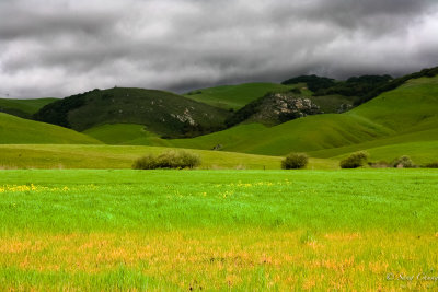 spring colors of San Simeon