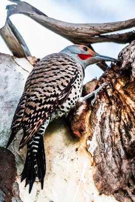 Northern flicker