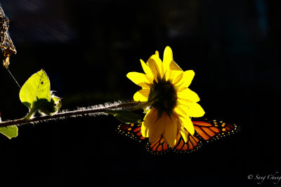 sunflower and monarch