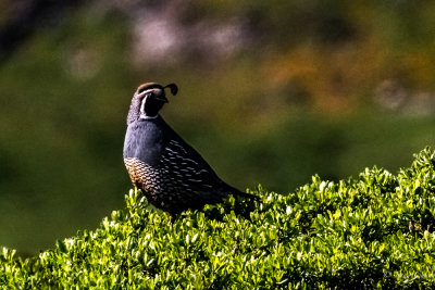 California (valley) quail