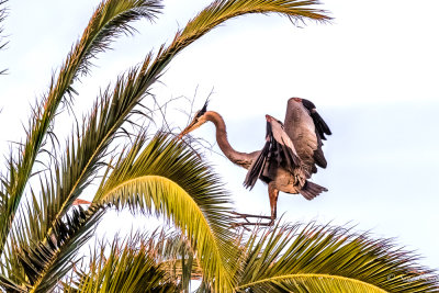 nest building at palm tree