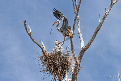 building nest by blue herons