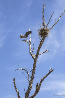 blue herons at the nest