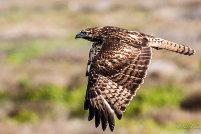 Brown Falcon(hawk)