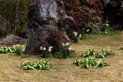 daffodils at Jeju Island