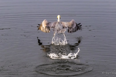 pelican in action