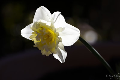 daffodil