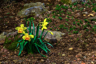 daffodils: herald of Sprimg