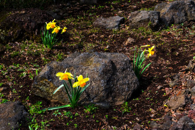 daffodils in three groups