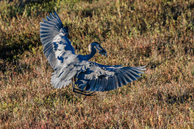 Blue Heron in fishing