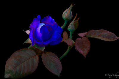 a rose in blue