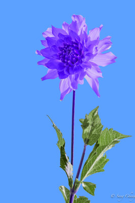 turned to purple