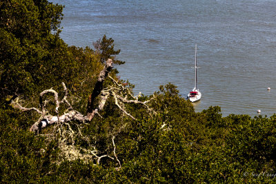 a naked, dead tree and sail boat at Angel Island