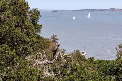 a dead tree at Angel Island with sail boats