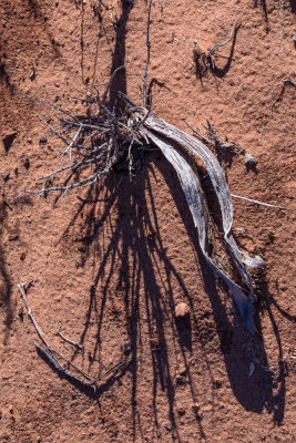 dead shrubs with parched soil