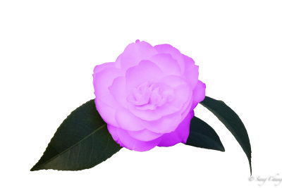 purple camellia
