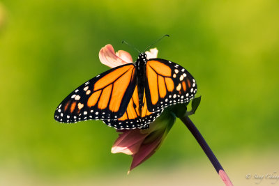 busy monarch butterfly